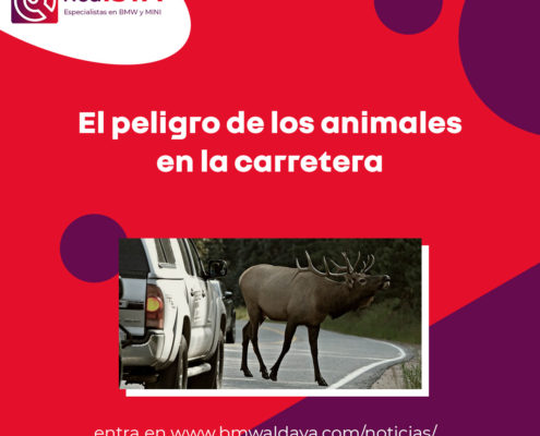 El peligro de los animales en la carretera